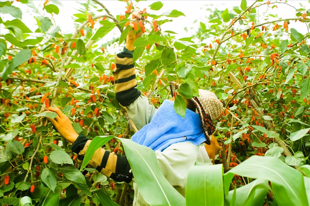 Ông Nguyễn Xuân Sơn (50 tuổi) chủ nhân của 2 mẫu dâu chia sẻ: “Riêng nhà tôi ngày nào cũng phải trẩy dâu, không trẩy là quả đen nó rụng xuống đất hết”. Sở hữu 70 gốc dâu ông Sơn phải nhờ chị dâu, em họ, thậm chí còn thuê cả người hái dâu để nhanh chóng thu hoạch hết số dâu chín.