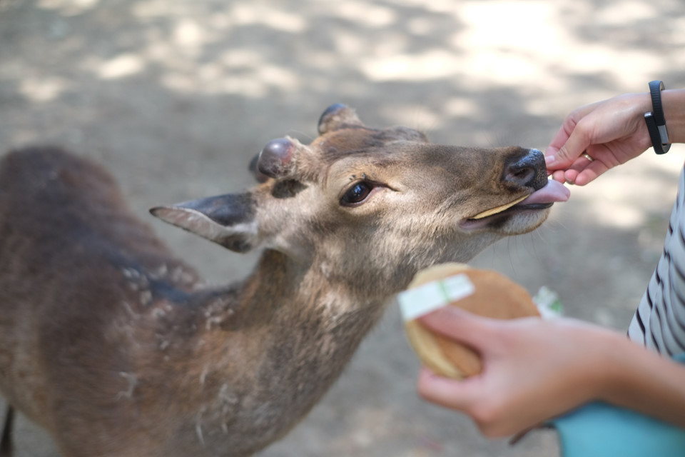 Ông Yuichiro Kitabata, quan chức quận Nara, cho biết tình trạng nai tấn công du khách ngày càng tăng là do những người này quá hăm hở khi chụp hình với nai. Một số du khách tìm cách "dụ" nai bằng bánh quy giòn, sau khi chúng tiến tới thì giấu đồ ăn đi, chờ đến khi chụp được khoảnh khắc đẹp thì mới cho ăn, Japan Times đưa tin. Ảnh:Pristine Lampard.