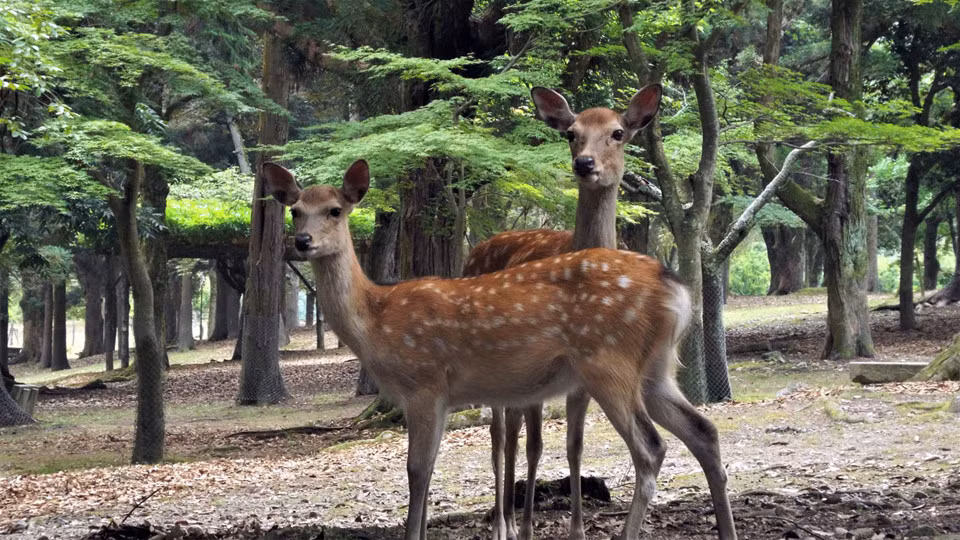Công viên này là nơi cư trú của hơn 1.200 hươu, nai. Những con vật này được xem như loài động vật linh thiêng, thần thánh và được bảo vệ như một bảo vật quốc gia. Ảnh: Dozodomo.