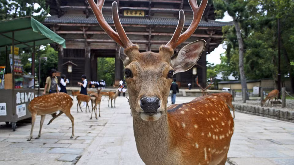 Công viên thành phố Nara nằm ở miền nam nước Nhật, rộng khoảng 7 km2. Công viên này được thành lập vào thế kỷ 14 và là một trong số những công viên lâu đời nhất của nước Nhật. Ảnh: iStock.