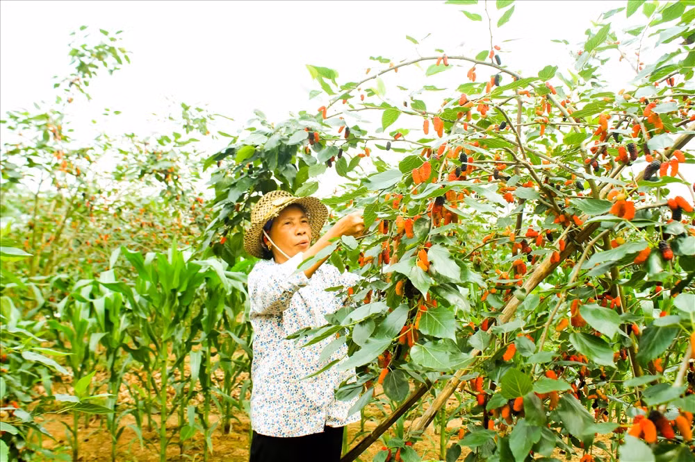 Làm quần quật cả ngày trong vườn, bà Hồng (40 tuổi) – người đi làm cho ông Sơn cho biết, 70 gốc mới thu hoạch được chưa được một nửa, làm không kịp dâu chín rụng hết, giảm năng suất, hơn nữa năm nay còn mất mùa.