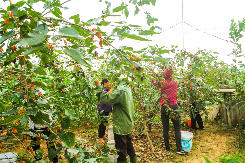 Cao điểm mùa thu hoạch dâu, những người nông dân làng Phúc Đức đã thay nhau túc trực, thậm chí không ngủ trưa để thu hoạch cho hết những quả chín.