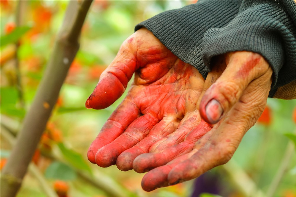 Bà Nguyễn thị Lệ cho biết: “Cây dâu là cây phát triển không đồng đều. Vì thế trong quá trình thu hoạch người hái dâu phải liên tục di chuyển, lúc luồn lưng, lúc cúi xuống thấp, khi lại nhún chân cao. Thế nhưng ẩn sâu những công việc tưởng chừng như đơn giản đó không phải là ai cũng hiểu được, Bác Quỳnh người có 7 sào dâu tâm sự: “Hái dâu quần quật cả ngày, tay chân mỏi ê ẩm, riêng lòng bàn tay lúc nào cũng bị nhuộm đỏ bởi nước dâu chín dây vào”.