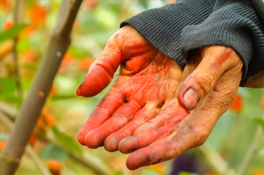 Bà Nguyễn thị Lệ cho biết: “Cây dâu là cây phát triển không đồng đều. Vì thế trong quá trình thu hoạch người hái dâu phải liên tục di chuyển, lúc luồn lưng, lúc cúi xuống thấp, khi lại nhún chân cao. Thế nhưng ẩn sâu những công việc tưởng chừng như đơn giản đó không phải là ai cũng hiểu được, Bác Quỳnh người có 7 sào dâu tâm sự: “Hái dâu quần quật cả ngày, tay chân mỏi ê ẩm, riêng lòng bàn tay lúc nào cũng bị nhuộm đỏ bởi nước dâu chín dây vào”.