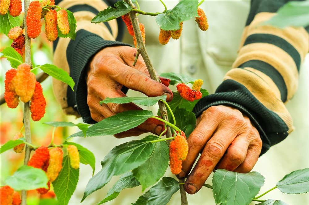 Theo Ông Phạm Ngọc Dũng trưởng hội làm vườn thôn Đức Phúc cho biết: “Việc trồng dâu đến hái dâu là một quá trình bền bỉ, đòi hỏi người dân phải kiên trì. Vì không phải ai cũng đủ sức bền để làm nghề này, hái dâu là phai hái theo lượt., gốc dâu này hôm nay hái xong, ngày mai đã phải quay trở lại làm vì dâu chín rất nhanh, vì thế trồng dâu chưa bao giờ hết việc kể từ khi mùa vụ bắt đầu”.