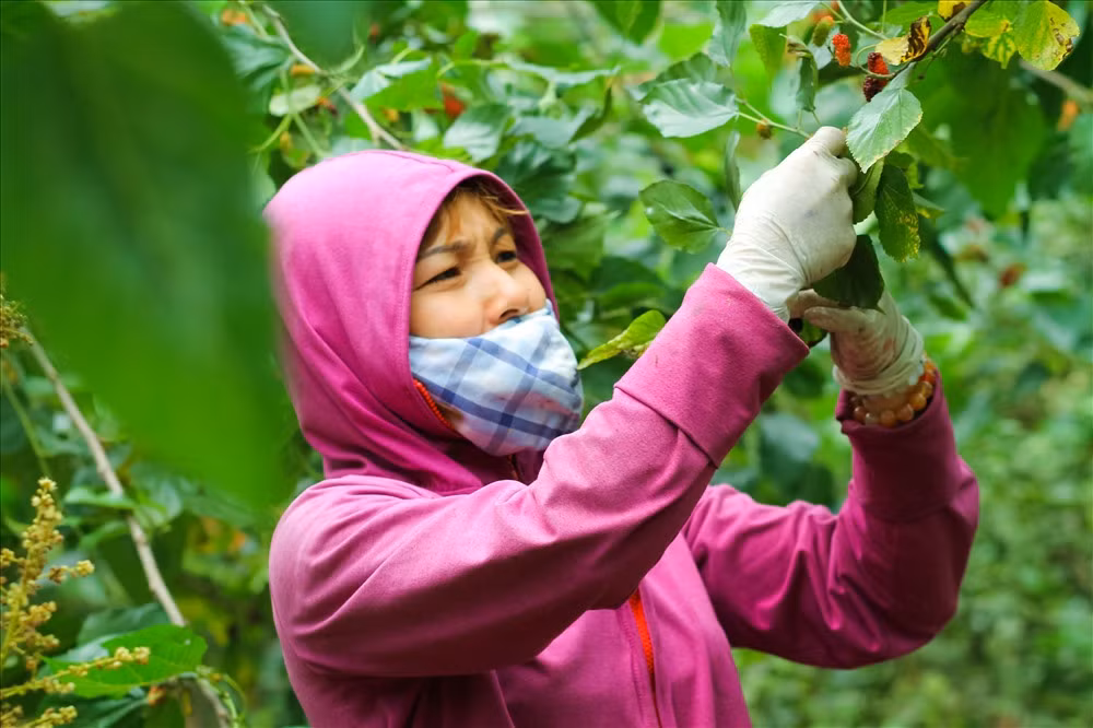 Chị Tạ Thị Tâm (46 tuổi), người trồng dâu cho hay: “Chăm sóc dâu từ lúc dâu còn nhỏ đã khó, phải thường xuyên chăm bón, những lúc thời tiết thất thường sương muối, phải tưới nước để rửa sạch sương muối đi. Nếu không chăm sóc cẩn thận trái dâu dễ mất mùa, đã thế việc hái dâu lại càng khó hơn khi phải nâng niu những thành quả sau bao ngày mình vất vả chăm bón, vì thế hái không đều tay thì sẽ bị nát quả dâu.