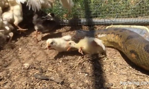 Tha tran anaconda khong lo vao chuong ga va cai ket rung minh