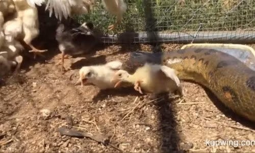 Thả trăn anaconda khổng lồ vào chuồng gà và cái kết rùng mình Tha tran anaconda khong lo vao chuong ga va cai ket rung minh