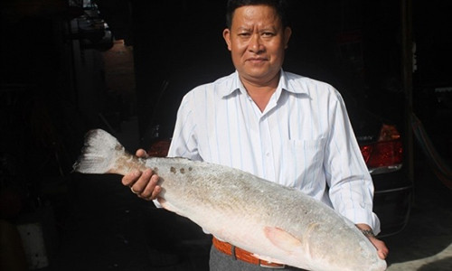 Con cá sủ vàng "khủng" được người dân trả mua tiền tỉ. Ảnh: Lao động