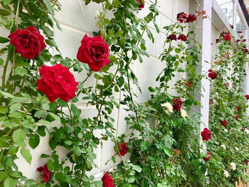 Quanh nhà vợ chồng chị làm giàn phía trên, tận dụng khoảng không gian thông thoáng nhiều nắng để trồng các loại cây leo giàn như mướp đắng, bầu, bí, mướp, nho… Không chỉ có vườn rau ai nhìn cũng thích mà khoảng sân vườn trước nhà còn được điểm tô bởi lối đi trồng cỏ, hai bên là những bụi hồng rực rỡ, tỏa sắc hương trong nắng. Vợ chồng nghệ sĩ Hồng Vân, Tuấn Anh đặc biệt yêu thích hoa hồng. Vì thế, đây là loài hoa được trồng nhiều nhất trong vườn.