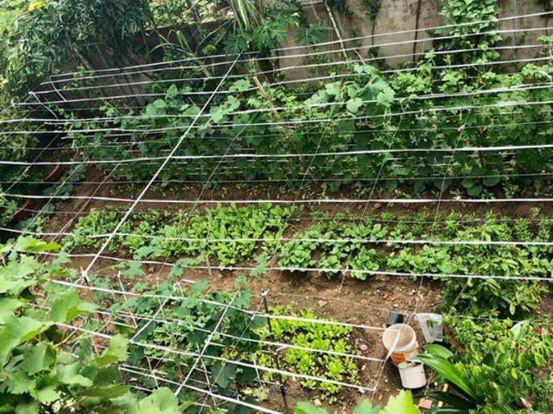 Vì chủ yếu để trồng rau ăn hàng ngày nên nghệ sĩ Hồng Vân chọn phương pháp trồng rau thổ cư. Sẵn có mảnh đất ngay trước nhà, chị cải tạo đất, chia luống trồng các loại rau quen thuộc theo mùa như: Tầm tơi, rau muống, xà lách, rau cải… Bên cạnh đó, chị còn trồng thêm mùi, hành, tỏi, ớt… làm gia vị.