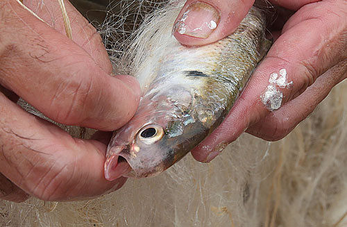 Người dân chia lượt, người nào đến trước đi đánh bắt trước, thay phiên nhau thả lưới đánh bắt cả ngày lẫn đêm. Lưới hình chữ chi để tạo luồng lạch cho tàu bè qua lại không bị mắc.