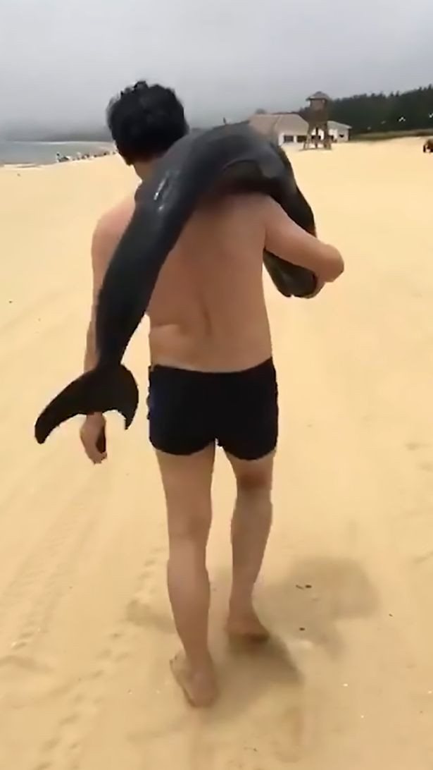 Người đàn ông Trung Quốc thản nhiên vác cá heo lên vai rồi lên xe biến mất.