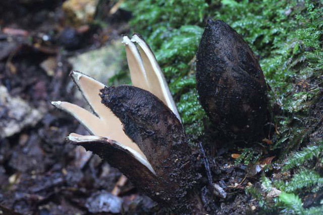 1. Texas star Được mệnh danh là điếu xì gà của quỷ, Texas star là một trong những loại nấm kỳ lạ nhất thế giới tại vùng núi Nara, Nhật Bản. Khi chưa nở, nấm có hình dáng như một điếu xì gà màu nâu, đến khi nở thì nó lại có hình ngôi sao màu nâu vàng. Một điều khá đặc biệt nữa của loại nấm này là khi bung cánh, nó sẽ phát ra âm thanh có tác dụng giải phóng, phát tán hạt giống.