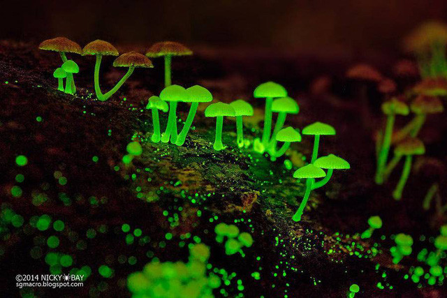 8. Nấm phát sáng Tuy phát sáng suốt 24h nhưng ban đêm mới là thời điểm thích hợp nhất để ngắm nhìn vẻ đẹp của loại nấm này. Được biết, ánh sáng mà nó phát ra là phát quang sinh học.