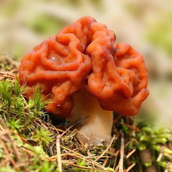 2. Nấm hình não Được tìm thấy chủ yếu ở Châu Âu và Bắc Mỹ, nấm hình não thường mọc ở gốc thông vào mùa xuân và đầu hè. Gọi là nấm hình não là bởi hình dạng của nó rất giống hình bộ não màu nâu sẫm.