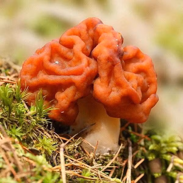 2. Nấm hình não Được tìm thấy chủ yếu ở Châu Âu và Bắc Mỹ, nấm hình não thường mọc ở gốc thông vào mùa xuân và đầu hè. Gọi là nấm hình não là bởi hình dạng của nó rất giống hình bộ não màu nâu sẫm.