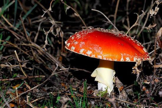 5. Nấm độc bắt mồi Loại nấm độc này có màu vàng, nâu hoặc hồng phấn. Chính nhờ màu sắc sặc sỡ của mình mà nó có thể thu hút và bắt ruồi.