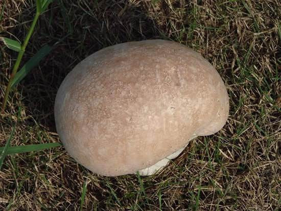 6. Nấm trứng Gọi là nấm trứng bởi nấm này có hình trong không khác gì trứng của động vật đã tuyệt chủng. Kích thước của nó cũng khá to, to hơn một quả bóng đá.