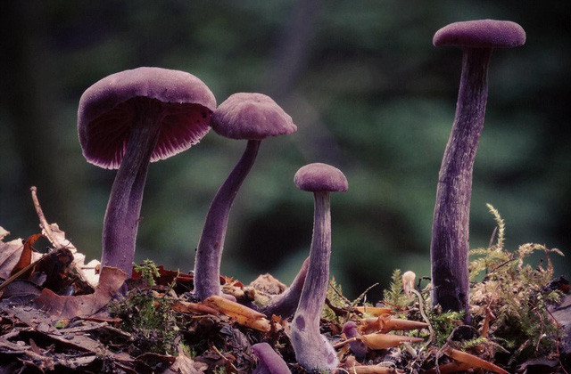10. Nấm Laccaria amethystina Được tìm thấy chủ yếu ở các khu rừng rụng lá và rừng lá kim ở vùng ôn đới trên khu vực Bắc Mỹ, Trung và Nam Mỹ, châu Âu, châu Á. Vẻ đẹp ma mị và màu tím của loại nấm này khá hiếm và có lẽ chẳng có loài nấm nào có thể có được màu sắc này.