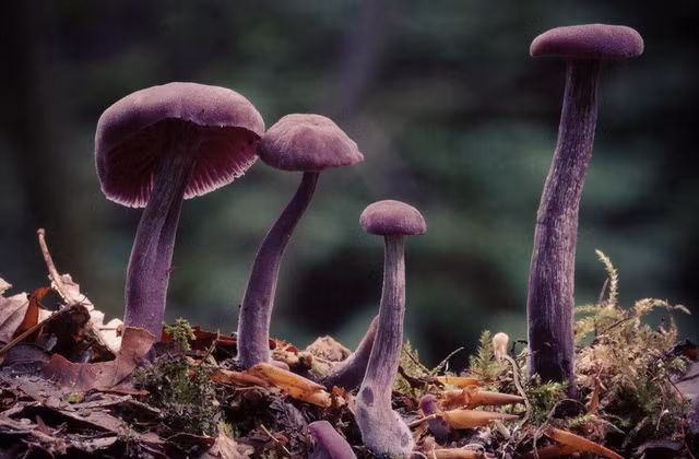 10. Nấm Laccaria amethystina Được tìm thấy chủ yếu ở các khu rừng rụng lá và rừng lá kim ở vùng ôn đới trên khu vực Bắc Mỹ, Trung và Nam Mỹ, châu Âu, châu Á. Vẻ đẹp ma mị và màu tím của loại nấm này khá hiếm và có lẽ chẳng có loài nấm nào có thể có được màu sắc này.