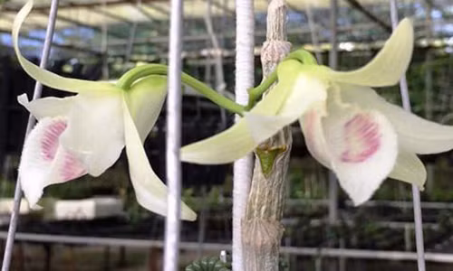 Su that ve gio lan Gia Hac 7 ty dong