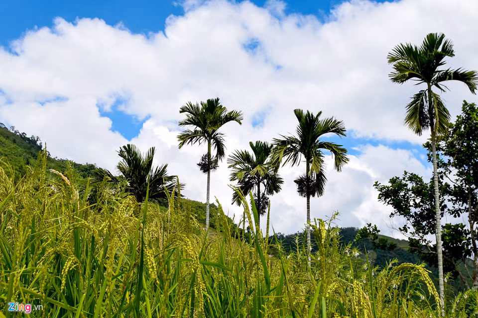 Ông Phạm Hồng Khuyến, Trưởng Phòng Nông nghiệp &amp; Phát triển nông thôn huyện Sơn Tây, cho hay địa phương đang lập dự án “Vùng chuyên canh cây cau” góp phần giảm nghèo bền vững, hạn chế nạn xâm lấn, khai thác rừng trái phép.