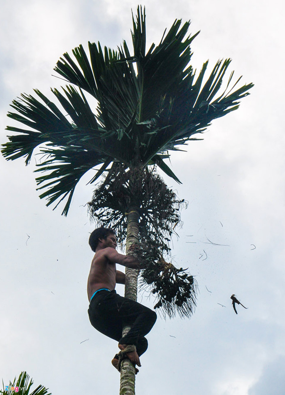 "Vụ cau năm nay, có thời điểm giá tăng vọt đến 30.000 đồng/kg nên nhiều hộ dân trúng đậm từ 200 đến 300 triệu đồng. Cá biệt như gia đình ông Đinh Văn Gheng, thôn Ramanh (xã Sơn Long) bán cau thu về hơn 500 triệu đồng", ông Vượt nói.