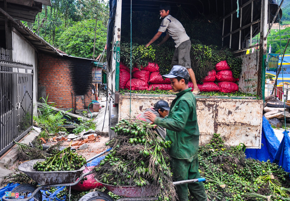 Xe tải thu gom cau từ các bản làng huyện vùng cao Sơn Tây đưa về lò hấp sơ chế. Theo các thương lái, Trung Quốc có nhu cầu tiêu thụ cau của Việt Nam rất lớn để sản xuất kẹo bán đi các nước có khí hậu lạnh.