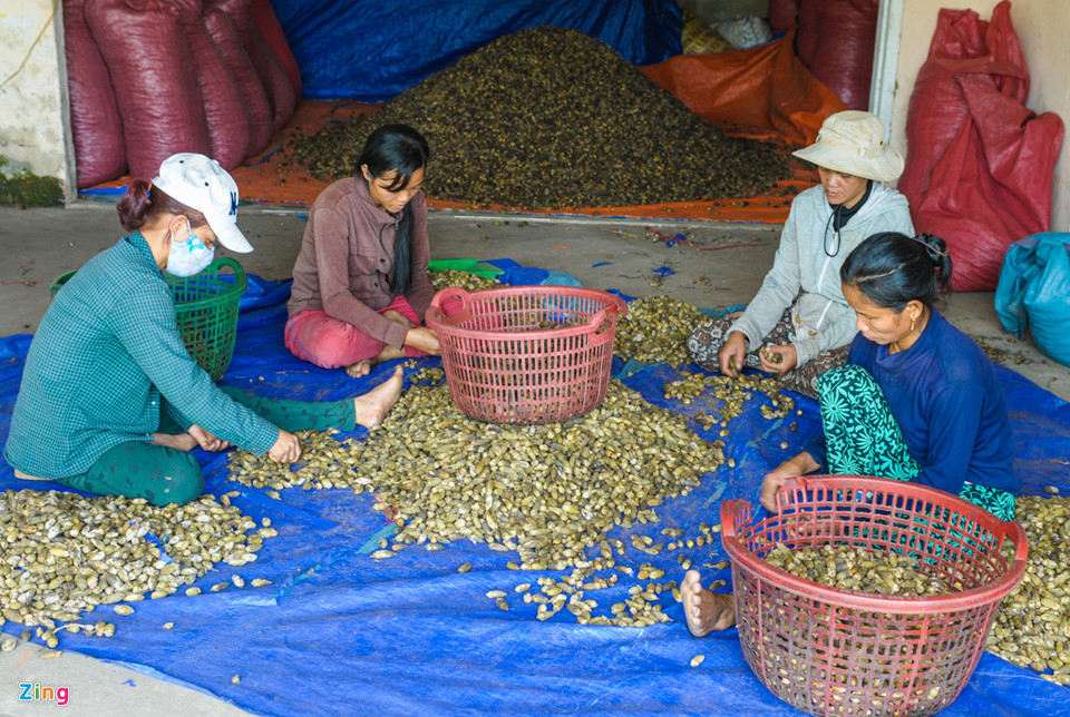 Cau sau khi được sấy khô, người dân phân loại, đóng gói để xuất khẩu sang Trung Quốc. Hiện huyện Sơn Tây đã kêu gọi một doanh nghiệp lớn tại Quảng Ngãi liên kết sản xuất và tiêu thụ cau cho địa phương. Doanh nghiệp này đầu tư nhà kho và cơ sở sơ chế biến, làm cầu nối hỗ trợ xuất khẩu cau hứa hẹn mang lại thu nhập ổn định cho người dân Sơn Tây.