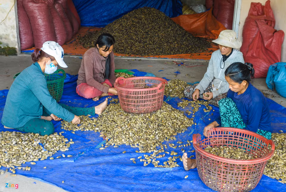Cau sau khi được sấy khô, người dân phân loại, đóng gói để xuất khẩu sang Trung Quốc. Hiện huyện Sơn Tây đã kêu gọi một doanh nghiệp lớn tại Quảng Ngãi liên kết sản xuất và tiêu thụ cau cho địa phương. Doanh nghiệp này đầu tư nhà kho và cơ sở sơ chế biến, làm cầu nối hỗ trợ xuất khẩu cau hứa hẹn mang lại thu nhập ổn định cho người dân Sơn Tây.