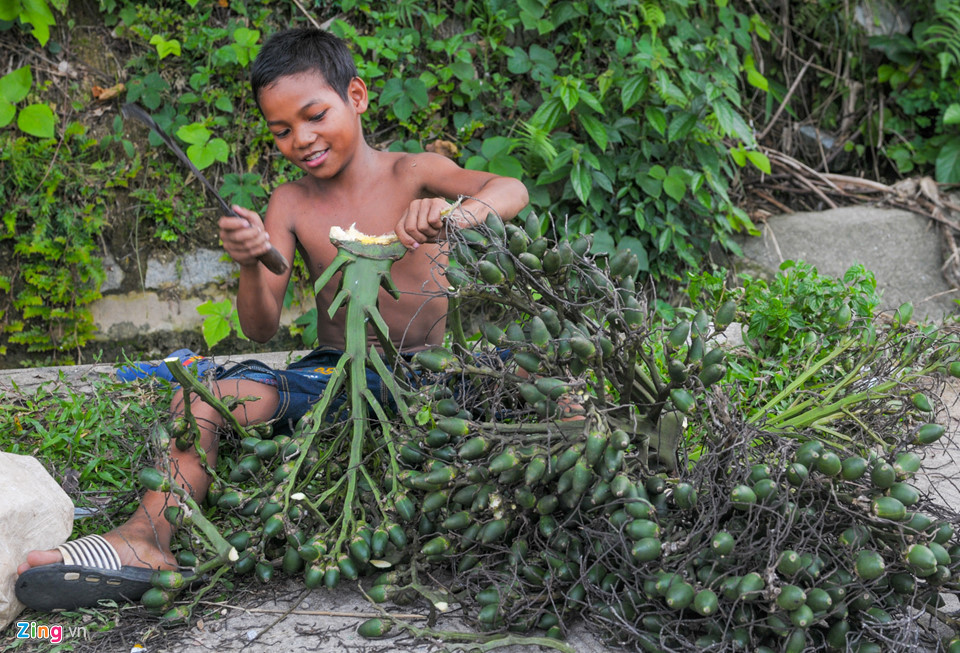 Ba năm trước, ông Đinh Văn Hanh (ngụ xã Sơn Tinh, huyện Sơn Tây), cho hay mỗi năm bán cau có doanh thu khoảng 60 triệu đồng. Những năm gần đây, giá cả tăng vọt, trung bình mỗi năm gia đình ông thu về hơn 300 triệu đồng nhờ trồng cau trên vườn đồi.