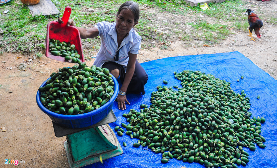 Theo người dân địa phương, so sánh với trồng keo sau 5 năm mới cho thu hoạch một lần. Sau khi trừ chi phí đầu tư, dân làng thu hoạch mỗi ha keo nhiều nhất cũng chỉ được 30 triệu đồng. Trồng cau tuy giá cả thiếu ổn định nhưng giá mỗi kg cau hơn 10.000 đồng trở lên là người dân đã có thu nhập gấp đến 5-10 lần so với trồng keo.