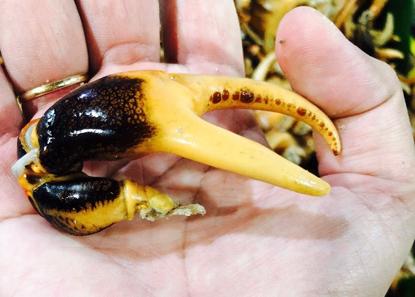 Cang cua dong: Dac san hang hiem mien Tay