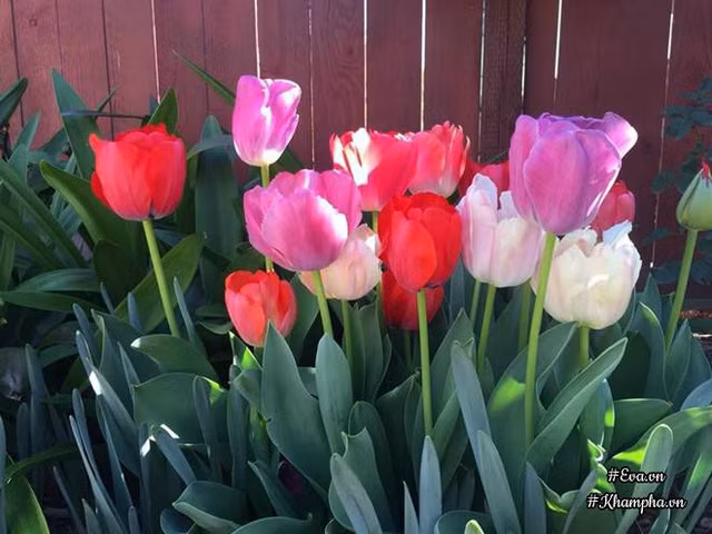 Bà thường xuyên giúp chị chăm sóc khu vườn mỗi khi chị không có nhà.