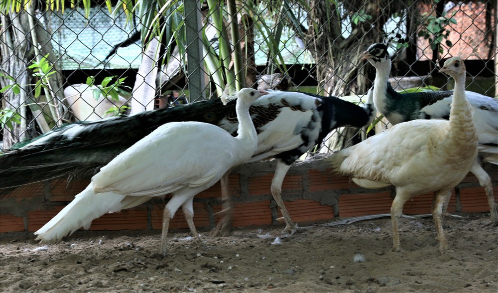 Trước đây, năm 2000, anh Toản cùng gia đình rời quê hương Hà Nam vào Cần Thơ lập nghiệp. Đến năm 2006, anh Toản tìm tòi sách vở để nghiên cứu cách thức nuôi chim công làm cảnh. Sau đó, anh quyết định mua 2 cặp chim Ấn Độ về nuôi và chỉ trong vài năm vừa nuôi vừa gây giống ông đã nhân được số lượng đàn công của mình lên đến hàng chục con. Chưa dừng lại ở đó, những năm tiếp theo, anh đã mở rộng quy mô trại chăn nuôi của mình để tiếp tục đầu tư nuôi các giống chim công quý hiếm khác. Hiện nay, trại chim công của anh Toản đã có đến 6 chuồng chim lớn với rất nhiều giống chim công quý, có giá trị kinh tế rất cao. Ảnh: Bảo Trung.