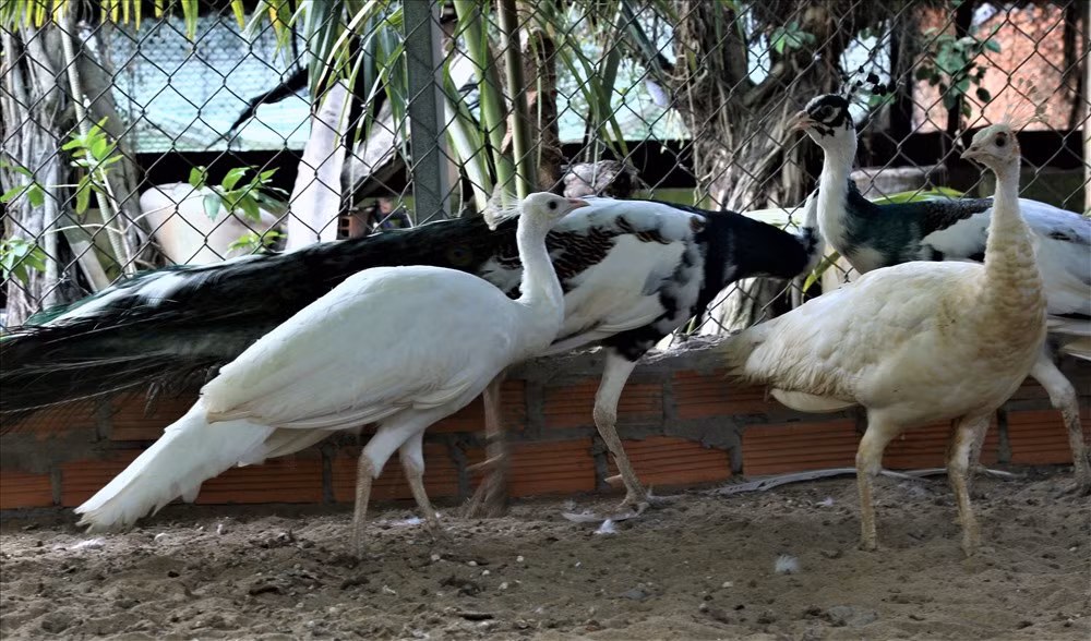 Trước đây, năm 2000, anh Toản cùng gia đình rời quê hương Hà Nam vào Cần Thơ lập nghiệp. Đến năm 2006, anh Toản tìm tòi sách vở để nghiên cứu cách thức nuôi chim công làm cảnh. Sau đó, anh quyết định mua 2 cặp chim Ấn Độ về nuôi và chỉ trong vài năm vừa nuôi vừa gây giống ông đã nhân được số lượng đàn công của mình lên đến hàng chục con. Chưa dừng lại ở đó, những năm tiếp theo, anh đã mở rộng quy mô trại chăn nuôi của mình để tiếp tục đầu tư nuôi các giống chim công quý hiếm khác. Hiện nay, trại chim công của anh Toản đã có đến 6 chuồng chim lớn với rất nhiều giống chim công quý, có giá trị kinh tế rất cao. Ảnh: Bảo Trung.