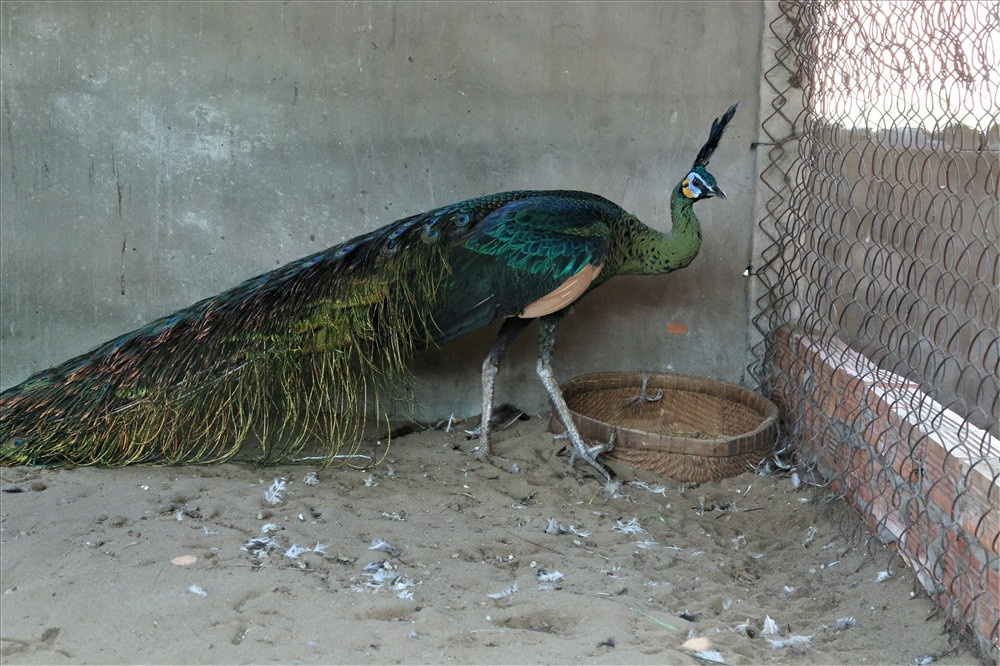 Chim công thường được bán theo cặp (con đực và mái). Mỗi cặp chim công cỡ thường có giá trị khoảng 30 đến 40 triệu đồng. Đặc biệt, nhiều cặp chim to, có màu tươi sáng, đuôi dài, được người nuôi chăm chút kỹ lưỡng có giá từ 80 đến 90 triệu đồng. Tuy giá thành đắt đỏ như vậy nhưng trại nuôi chim công của anh Toản vẫn thường xuyên thiếu hụt nguồn cung vì hiện nay rất nhiều người sẵn sàng bỏ hằng trăm triệu đồng mua chim công về nuôi làm cảnh trong nhà. Ảnh: Bảo Trung