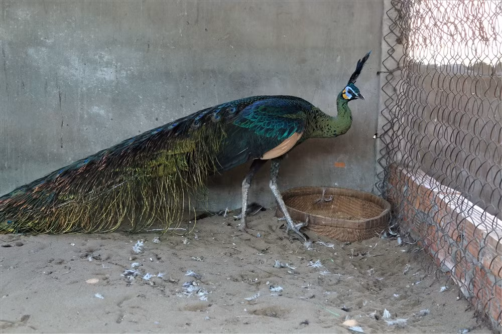 Chim công thường được bán theo cặp (con đực và mái). Mỗi cặp chim công cỡ thường có giá trị khoảng 30 đến 40 triệu đồng. Đặc biệt, nhiều cặp chim to, có màu tươi sáng, đuôi dài, được người nuôi chăm chút kỹ lưỡng có giá từ 80 đến 90 triệu đồng. Tuy giá thành đắt đỏ như vậy nhưng trại nuôi chim công của anh Toản vẫn thường xuyên thiếu hụt nguồn cung vì hiện nay rất nhiều người sẵn sàng bỏ hằng trăm triệu đồng mua chim công về nuôi làm cảnh trong nhà. Ảnh: Bảo Trung