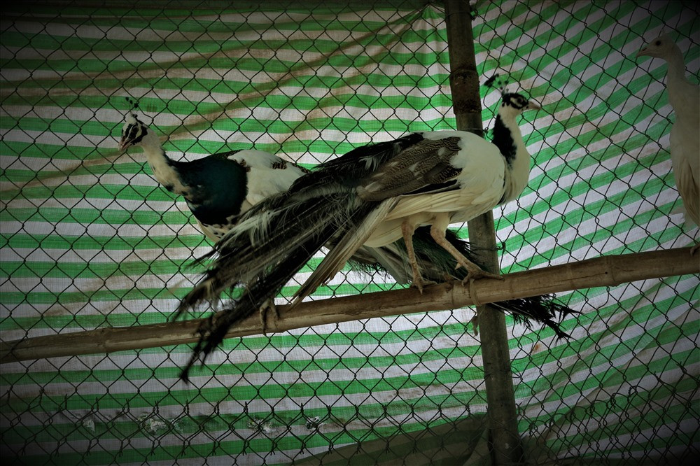 Loài chim công này thường ăn là các loại côn trùng có sẵn trong tự nhiên nên chi phí thức ăn khá rẻ. Tuy nhiên, nguồn vốn bỏ ra ban đầu và thời gian chăm sóc lại rất nhiều. Ước tính, để có được trại chim công với số lượng như hiện tại anh Toản đã bỏ rả khoảng 1 tỷ đồng để đầu tư. Mỗi cặp chim công non trên thị trường đã có giá trên 10 triệu đồng (tùy thuộc vào chủng loại). Mỗi năm, anh Toản đã thu về được tầm 200 đến 300 triệu đồng từ việc bán chim công. Ảnh: Bảo Trung