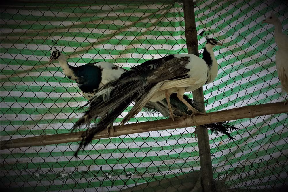 Loài chim công này thường ăn là các loại côn trùng có sẵn trong tự nhiên nên chi phí thức ăn khá rẻ. Tuy nhiên, nguồn vốn bỏ ra ban đầu và thời gian chăm sóc lại rất nhiều. Ước tính, để có được trại chim công với số lượng như hiện tại anh Toản đã bỏ rả khoảng 1 tỷ đồng để đầu tư. Mỗi cặp chim công non trên thị trường đã có giá trên 10 triệu đồng (tùy thuộc vào chủng loại). Mỗi năm, anh Toản đã thu về được tầm 200 đến 300 triệu đồng từ việc bán chim công. Ảnh: Bảo Trung