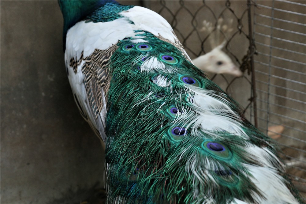 Anh Toản cho biết: Chim công quý nhất là phần đuôi, phần đuôi càng dài, mượt, màu đẹp thì có giá trị càng cao. Tuy vậy, để chim công có bộ lông đẹp còn tùy thuộc vào giống và kỹ thuật nuôi. Hiện nay, có khá nhiều hộ nuôi chim công nhưng để có một đàn chim thực sự chất lượng từ ngoại hình cho đến trọng lượng thì không nhiều người có thể làm được... Ảnh: Bảo Trung