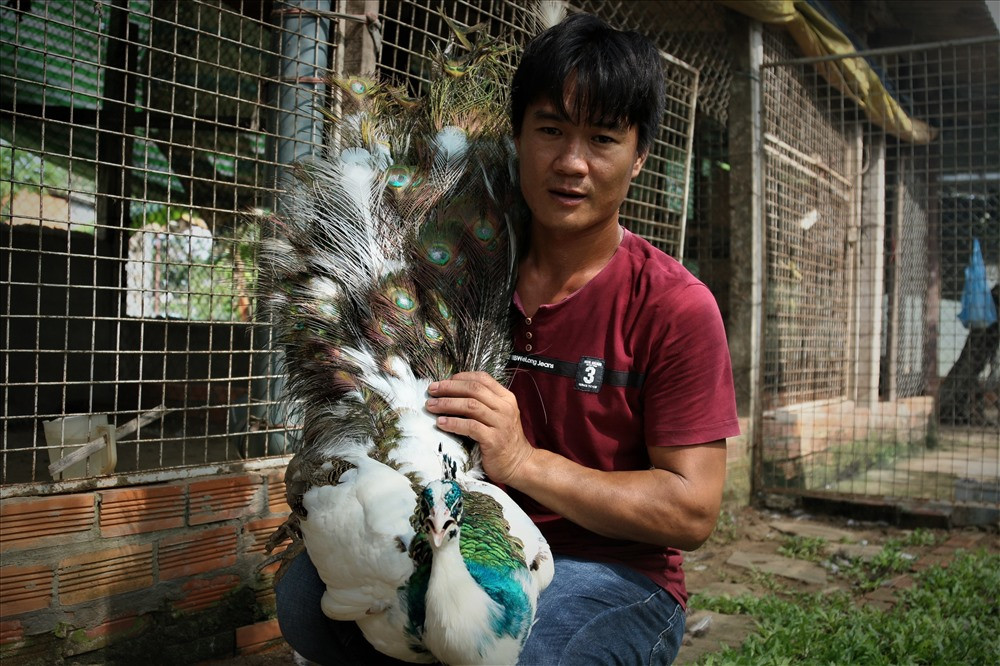 Trong thời gian sắp đến, anh Toản còn dự tính mở rộng thêm quy mô trại nuôi chim công của mình để cung ứng cho thị trường. Bởi lẽ, rất nhiều đại gia từ miền bắc sẵn sàng lặn lội vào miền Tây và bỏ ra một khoảng tiền lớn để thỏa mãn thú chơi chim công này. Ảnh: Bảo Trung