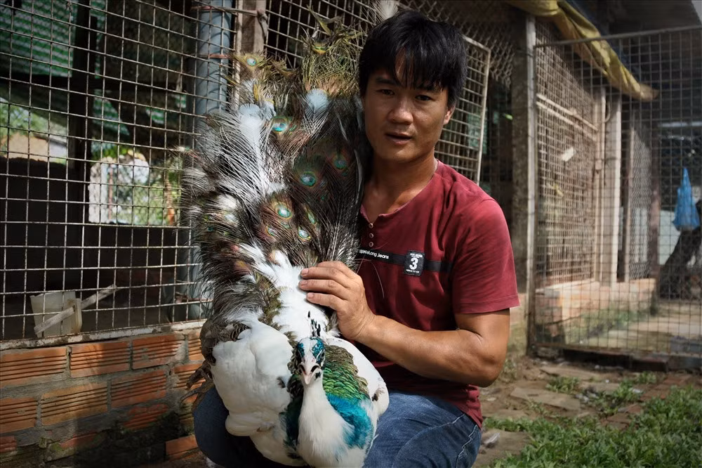Trong thời gian sắp đến, anh Toản còn dự tính mở rộng thêm quy mô trại nuôi chim công của mình để cung ứng cho thị trường. Bởi lẽ, rất nhiều đại gia từ miền bắc sẵn sàng lặn lội vào miền Tây và bỏ ra một khoảng tiền lớn để thỏa mãn thú chơi chim công này. Ảnh: Bảo Trung