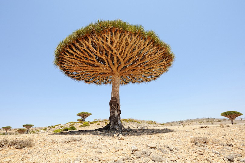 8. Đảo Socotra Hòn đảo nhỏ này, cách bờ biển Ả Rập khoảng 250 dặm từ Yemen. Nơi đây, mang một diện mạo nguyên sinh, đó là nhờ vào cây máu rồng kỳ lạ mọc rải rác khắp cả khu vực. Những cây này có hình dáng như chiếc ô, có lá màu xanh, lá cây nhọn và chứa nhựa màu đỏ.