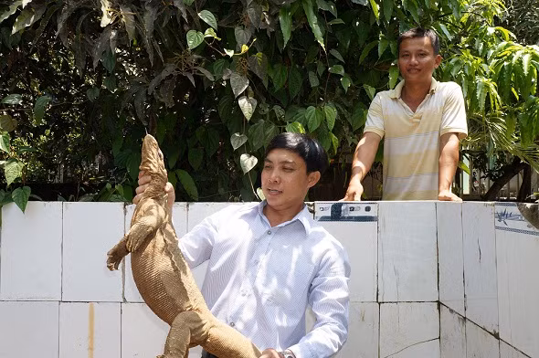 Nông dân Nguyễn Thanh Tuấn đang giới thiệu những con kỳ đà giống "khủng"