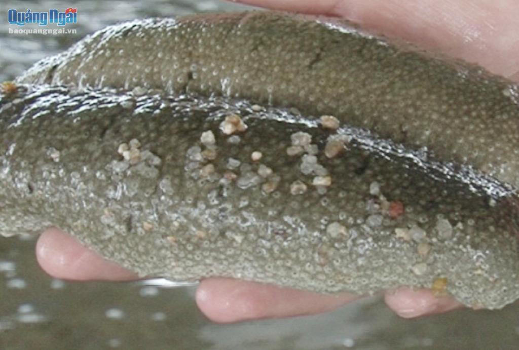 Hải sâm vừa được thả nuôi tại đầm nước mặn Sa Huỳnh.