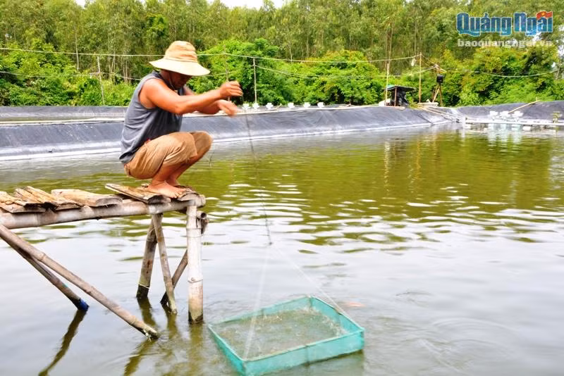 Nuôi hải sâm ghép với tôm, ốc hương sẽ giúp các vùng nuôi tôm ven biển của tỉnh xử lý được vấn nạn ô nhiễm môi trường nước.