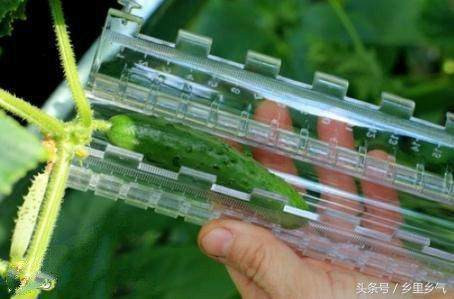 Dưa được cho vào khuôn tạo hình từ lúc còn non.