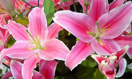 Khong dat nhung loai hoa nay len ban tho keo tan tai tan loc